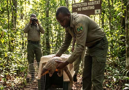 Wildlife Rescue